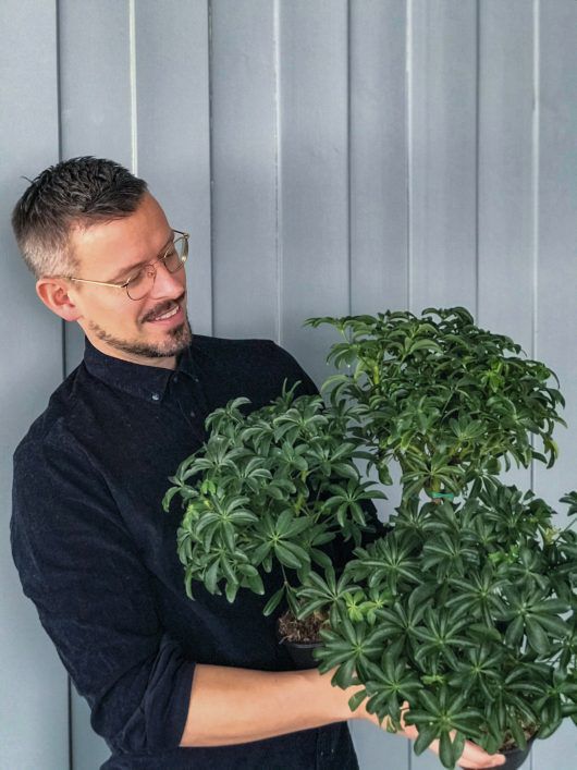 grønne planter paraplyplante grønne planter paraplyplante