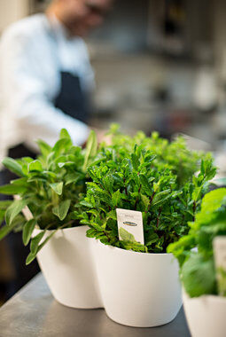 3 pk urter med mynte, salvie og oregano 3 pk urter med mynte, salvie og oregano