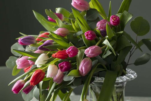 tulipaner i mange farger i glassvase tulipaner i mange farger i glassvase