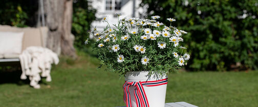 Blomster