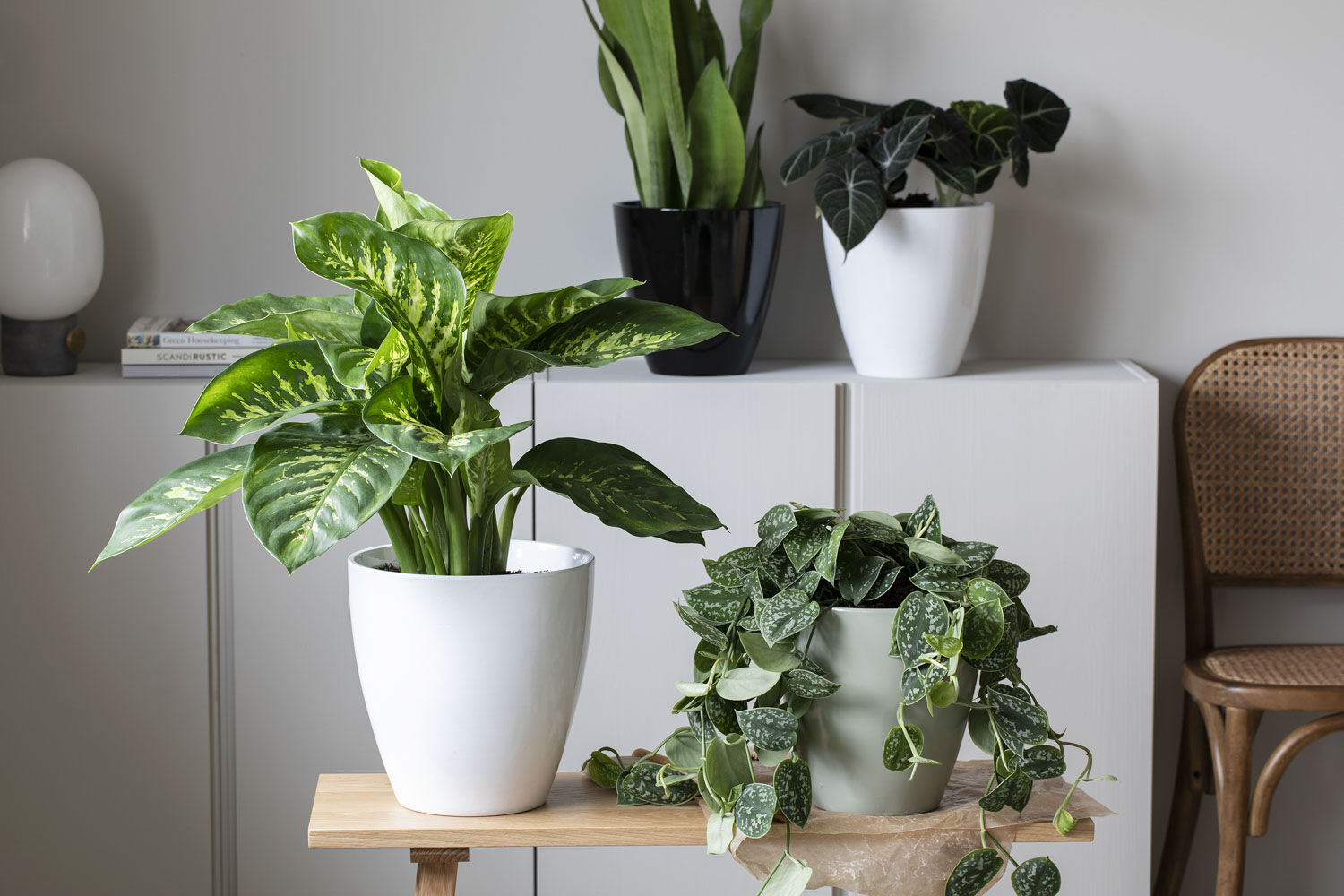 Dieffenbachia Dieffenbachia
