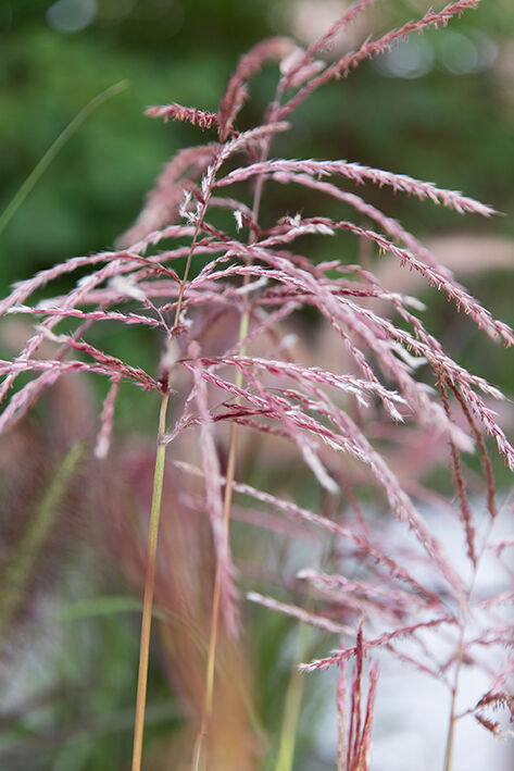 Miscanthus Red Chief prydgress