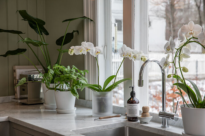 Phalaenopsis orkide i glasspotte