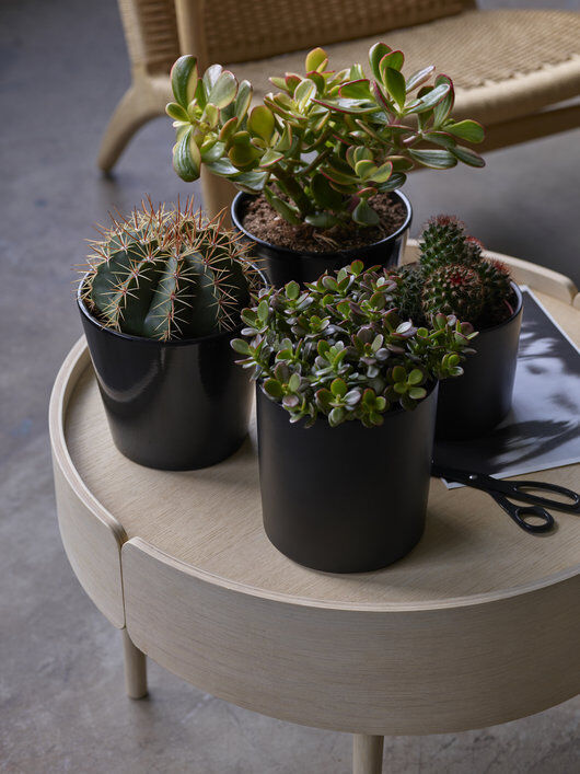 kaktuser og sukkulenter_grønne planter kaktuser og sukkulenter_grønne planter