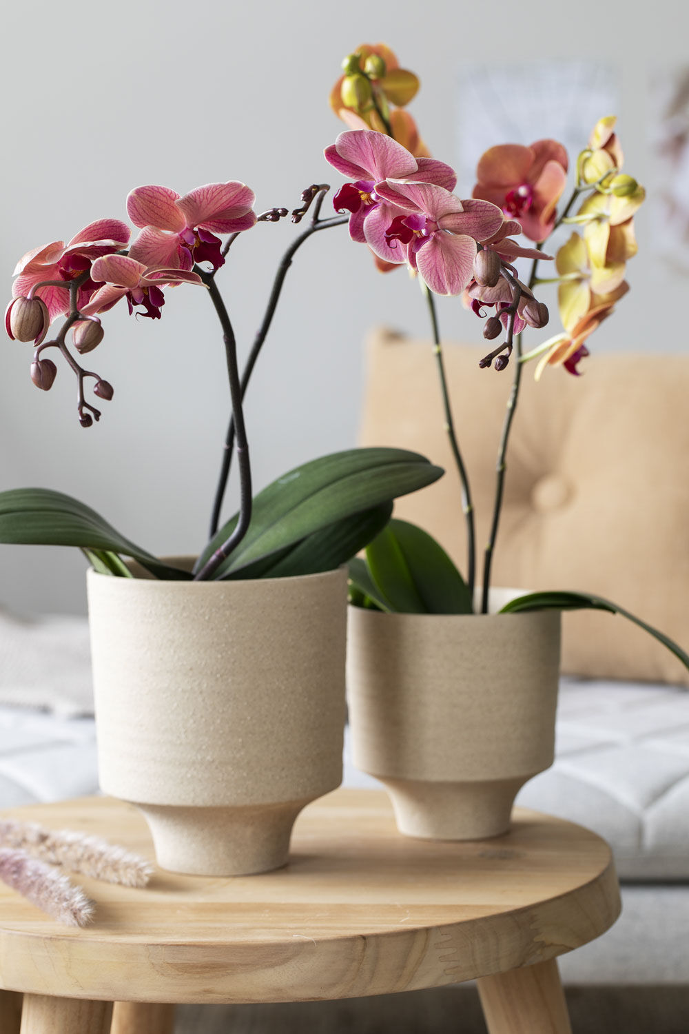 Lilla Phalaenopsis orkide Lilla Phalaenopsis orkide