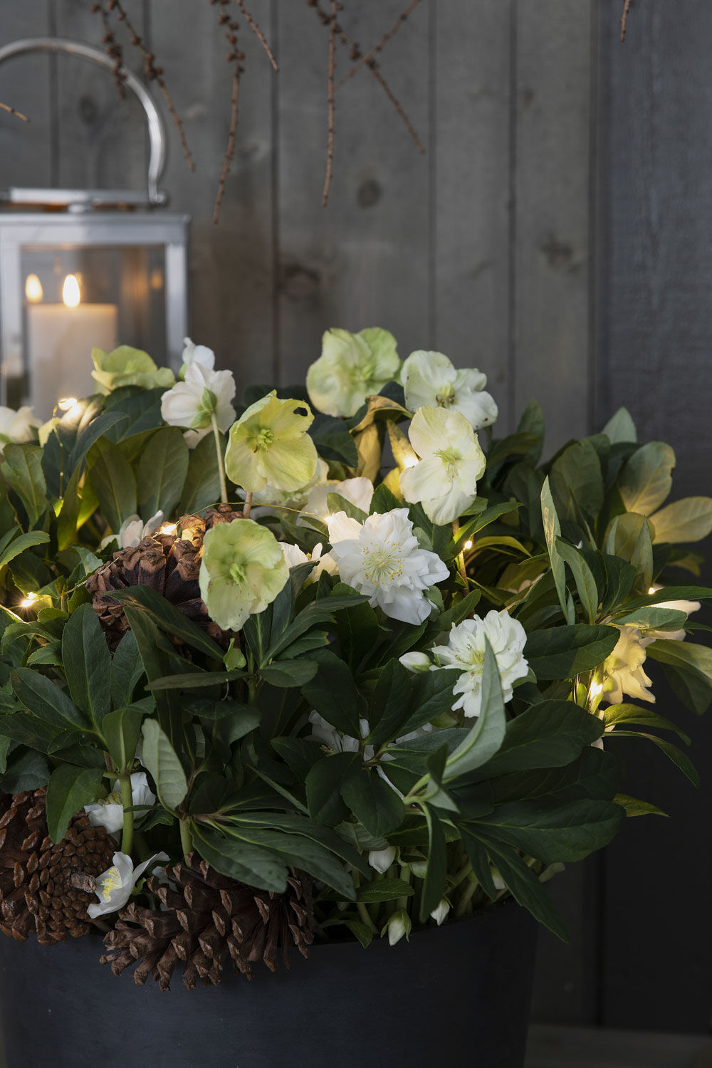 vakker hvit helleborus vakker hvit helleborus