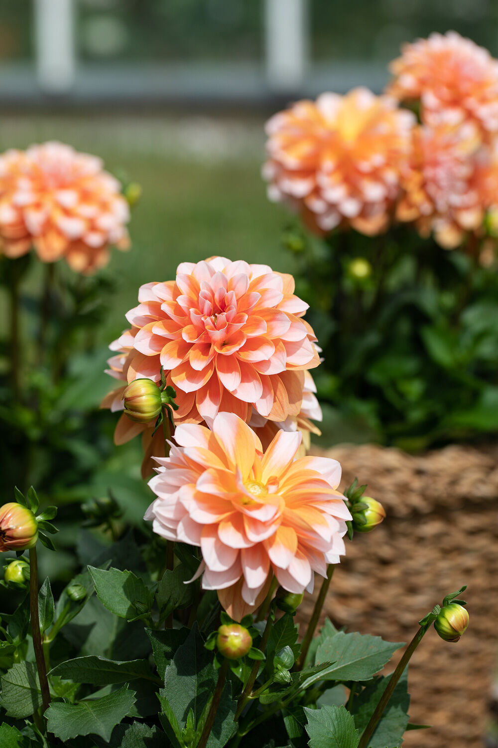 Georginer Dahlia