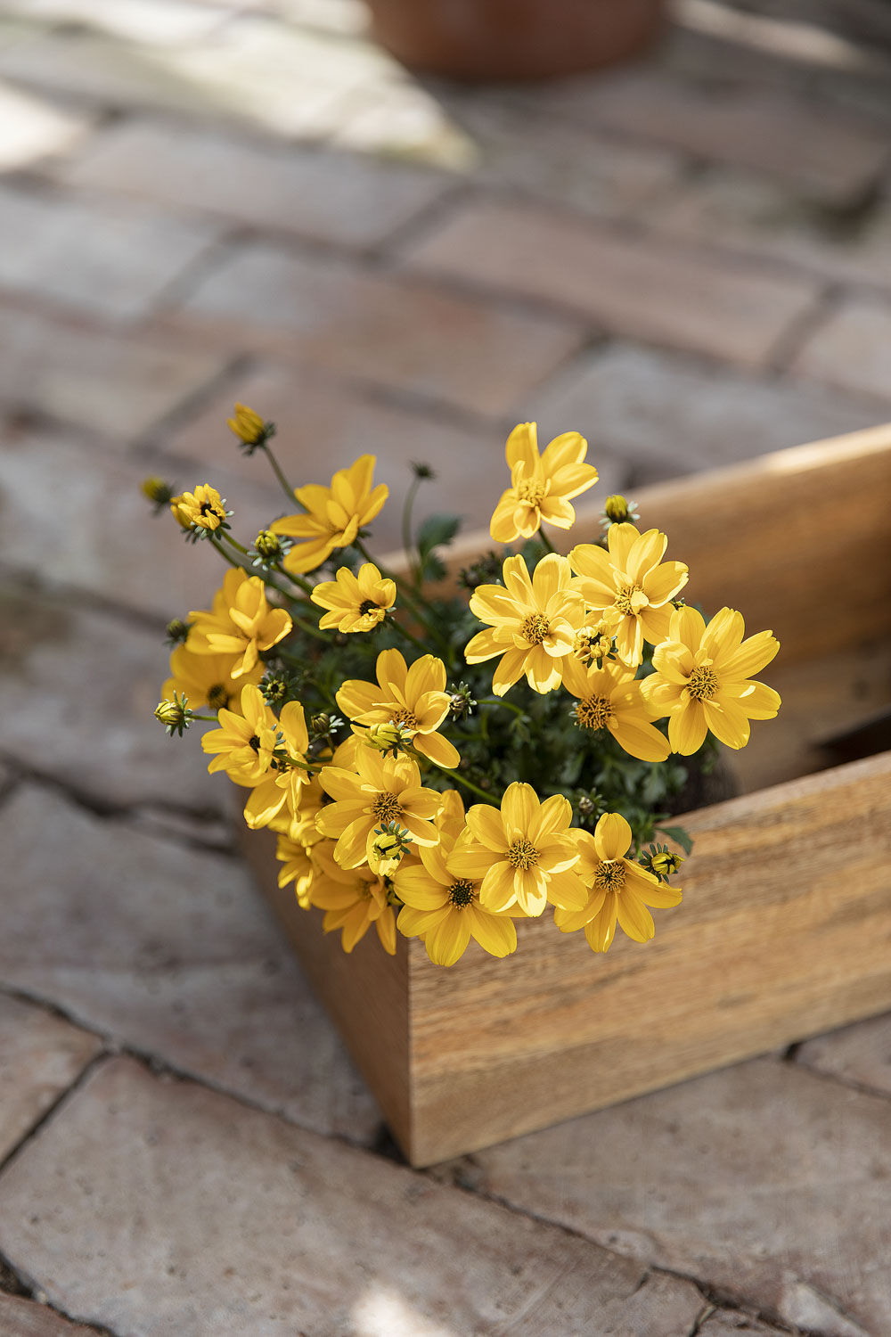 Bidens bievennlig sommerblomst Bidens bievennlig sommerblomst