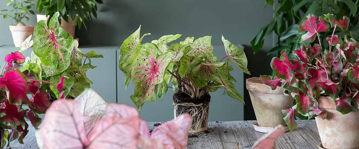 caladium