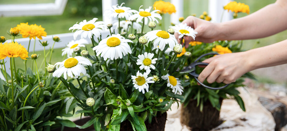 Stell av stauder, prestekrage og coreopsis