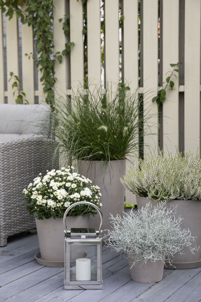 Høstblomster på uteplassen Høstblomster på uteplassen