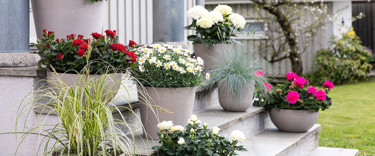 Still av sommerblomster, pelargonia, lobelia, margeritt