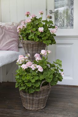 Dronning Ingrid er en populær Pelargonia Dronning Ingrid er en populær Pelargonia