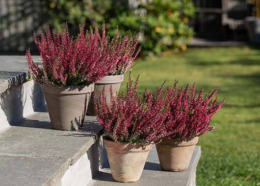 Calluna lyng