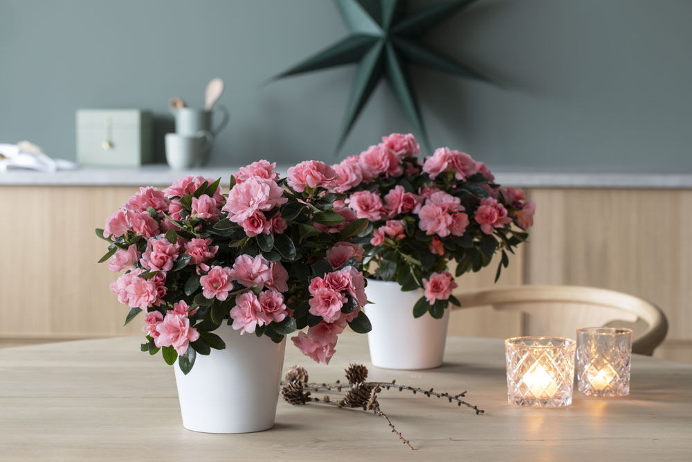 azalea i sart rosa azalea i sart rosa