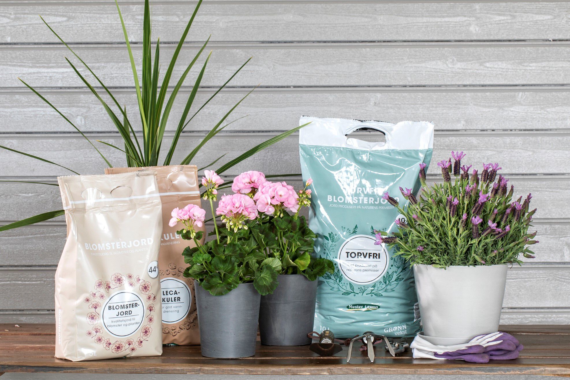 Planting av sommerblomster med jord og leca Planting av sommerblomster med jord og leca
