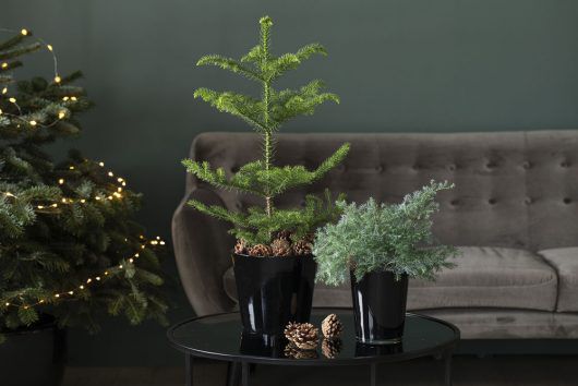Stuegran er en trendy juleplante Stuegran er en trendy juleplante