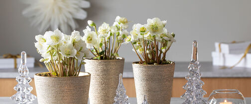 julerose Helleborus