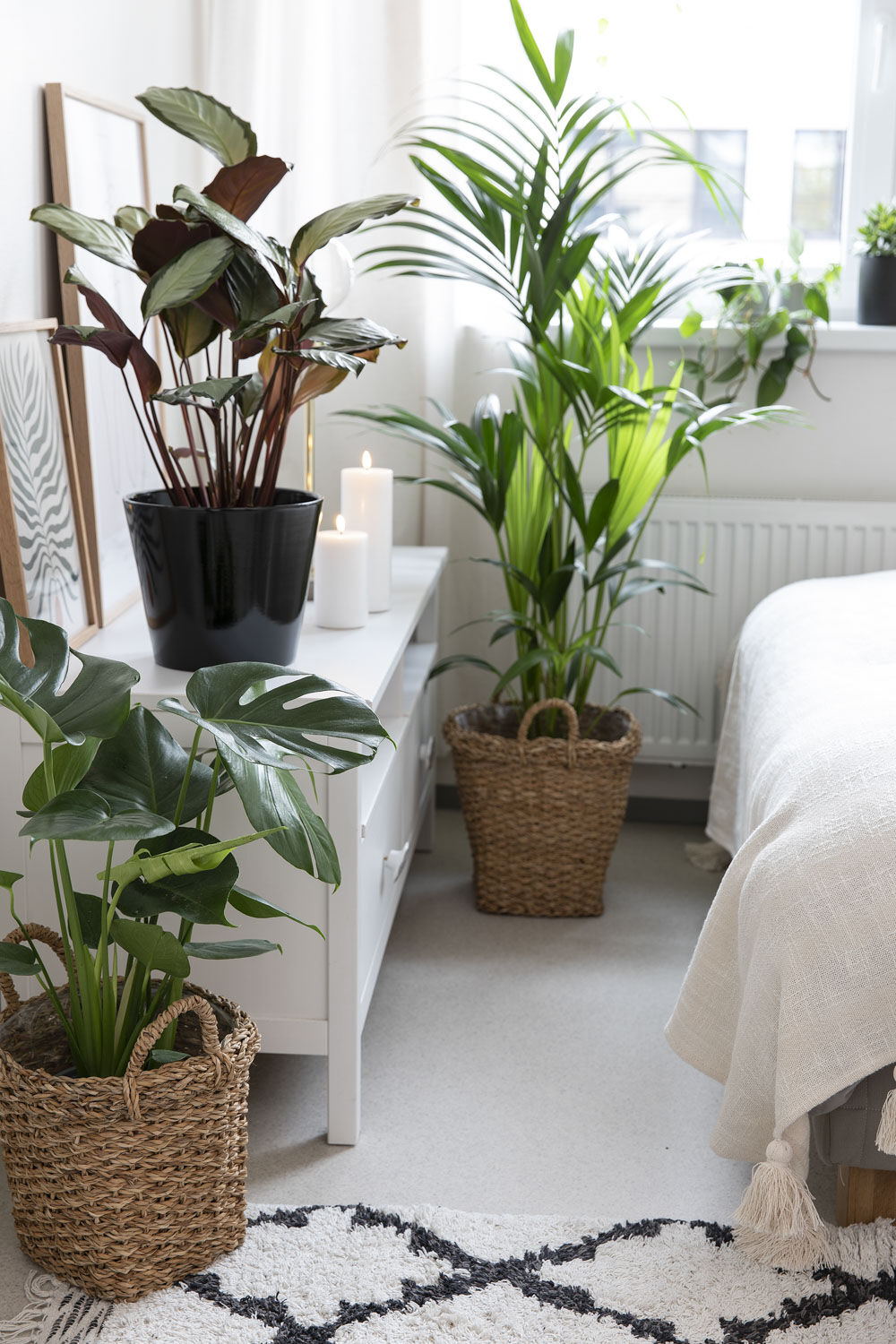 Grønne planter på hybel Grønne planter på hybel