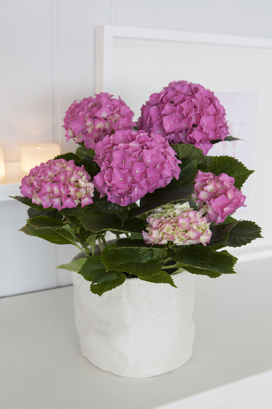Rosa hortensia i grow-in Rosa hortensia i grow-in