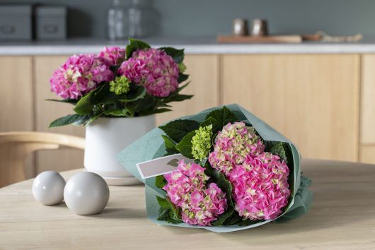 vakre hortensia er alltid populært vakre hortensia er alltid populært