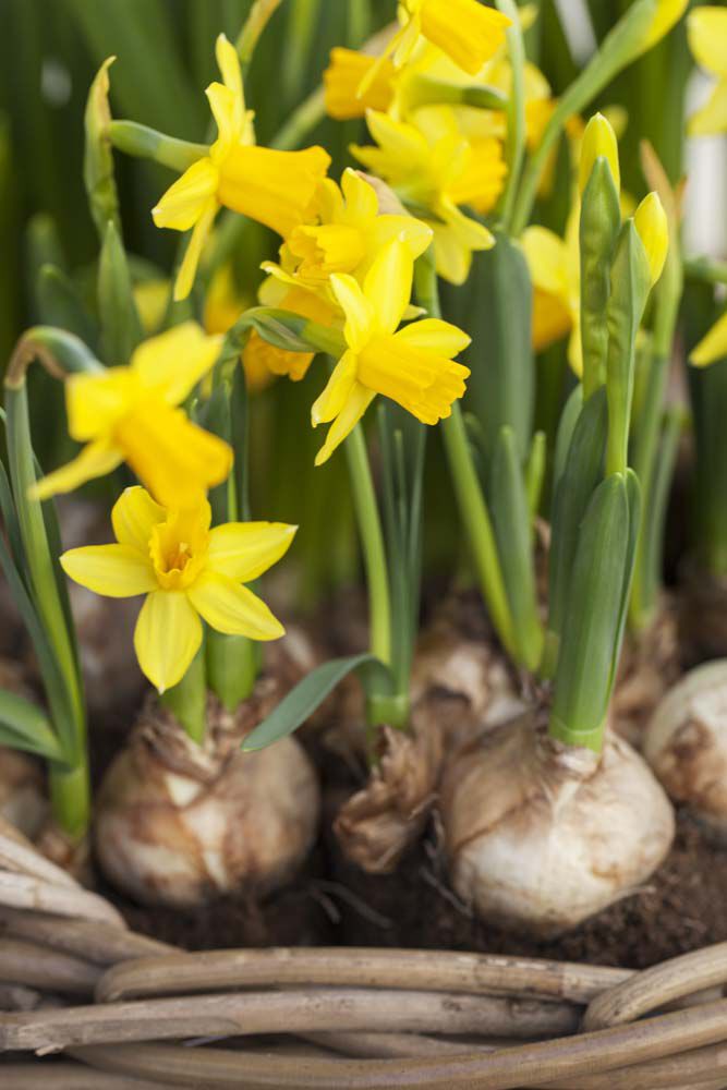 p&aring;skeliljer i kurv