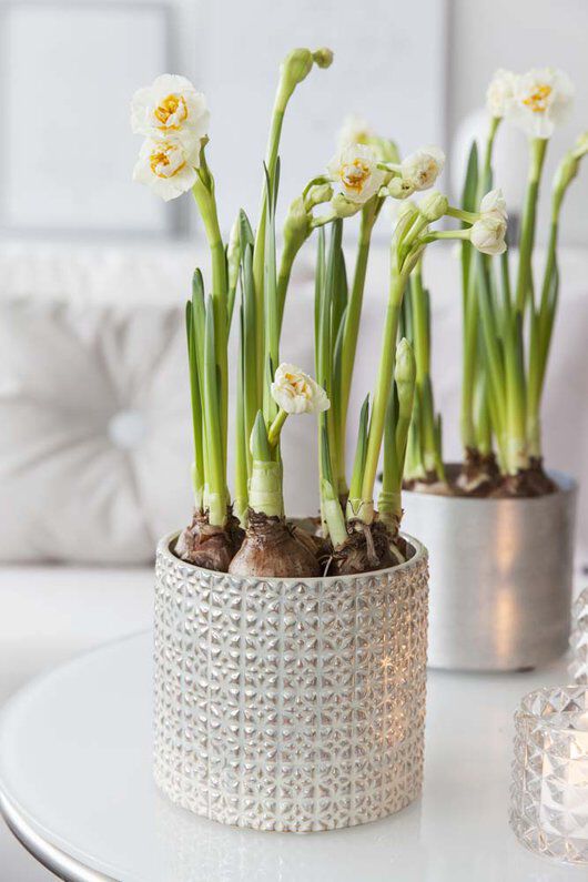 Vakre kremhvite narcisser i potte Vakre kremhvite narcisser i potte