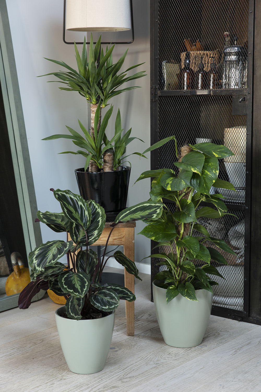 Grønne planter inne Grønne planter inne