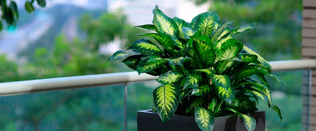 Dieffenbachia