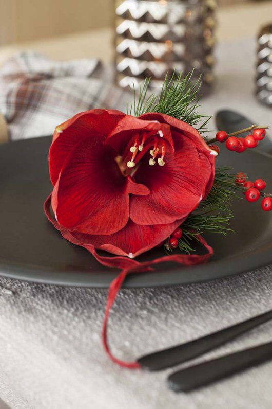 rød amaryllis med furu og ilexbær rød amaryllis med furu og ilexbær