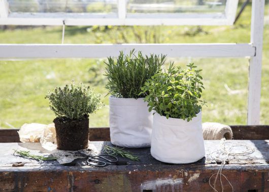Krydderurter holder seg lengre og friskere i grow in selvvanningspotte
