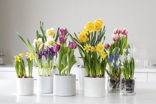 løkblomster løkblomster