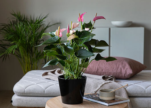 Anthurium Anthurium