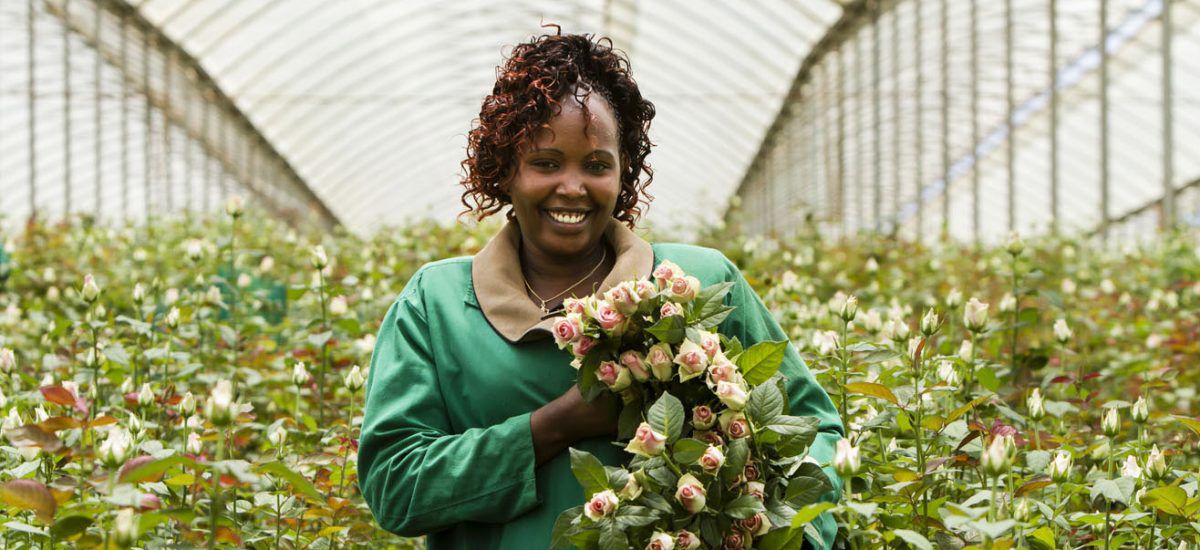 Fairtrade roser fra Mester Grønn