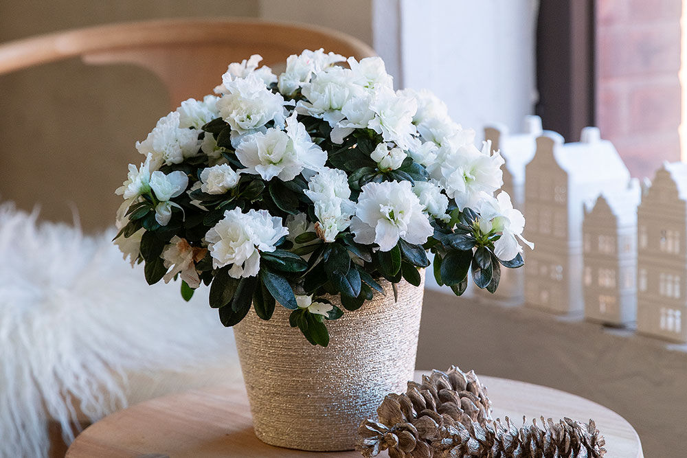azalea
