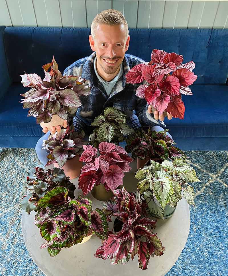 Begonia Rex Begonia Rex