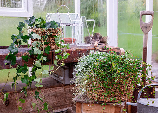 Eføy og muehlenbeckia Eføy og muehlenbeckia