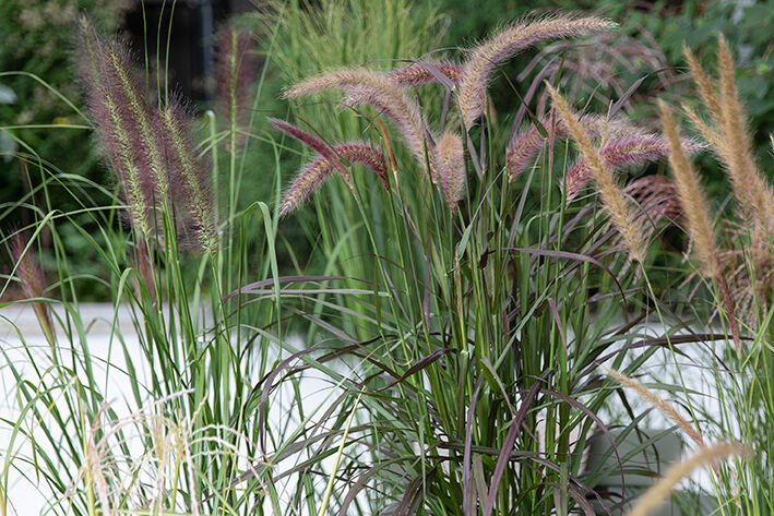 Pennisetum prydgress