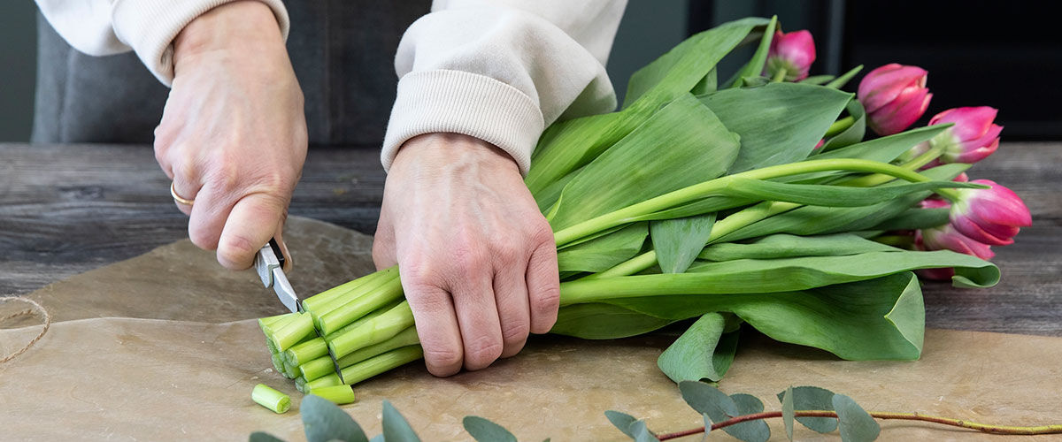 Slik steller du tulipaner