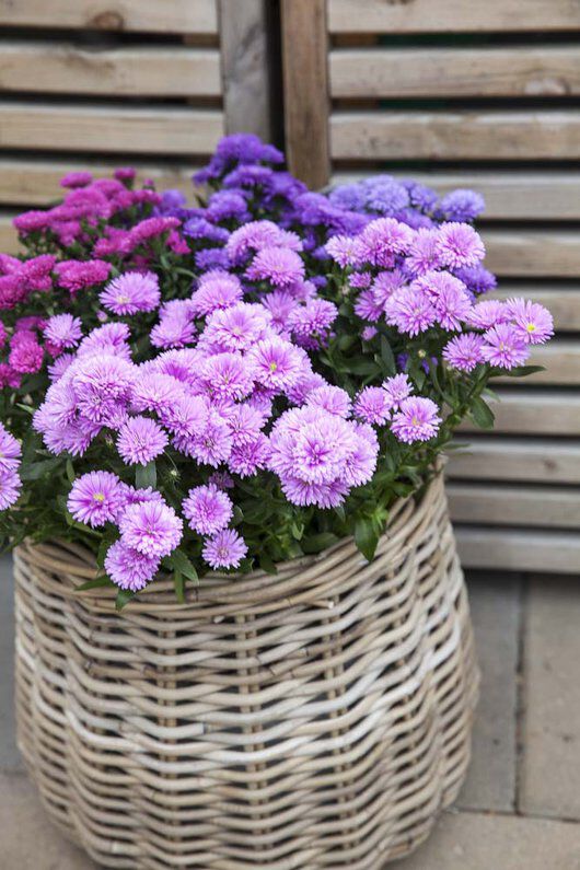 asters_høst asters_høst