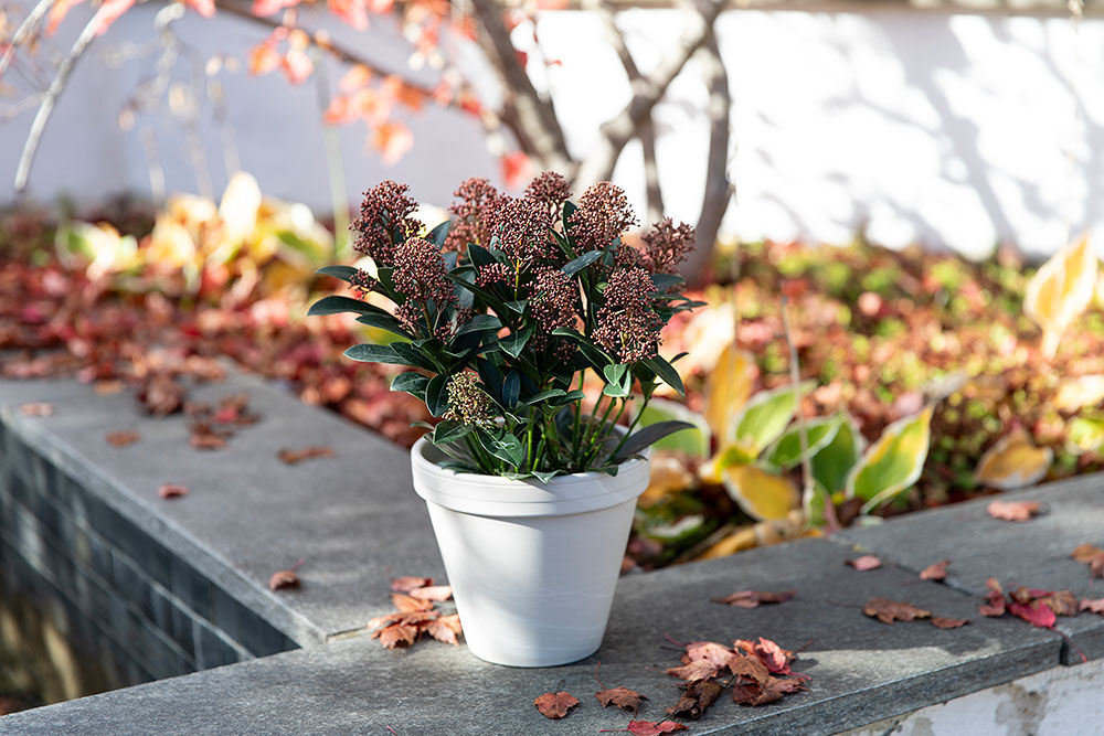 Skimmia