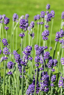 lavendel lavendel