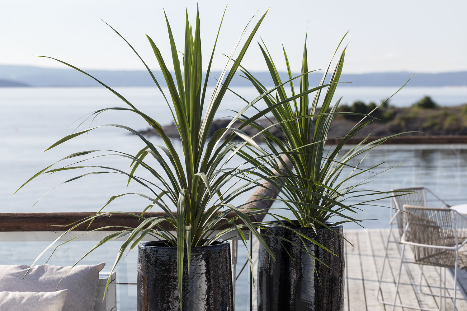 Cordyline Cordyline