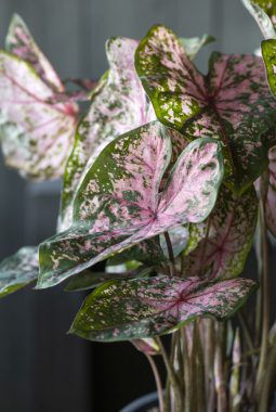 caladium finnes i mange flotte varianter caladium finnes i mange flotte varianter