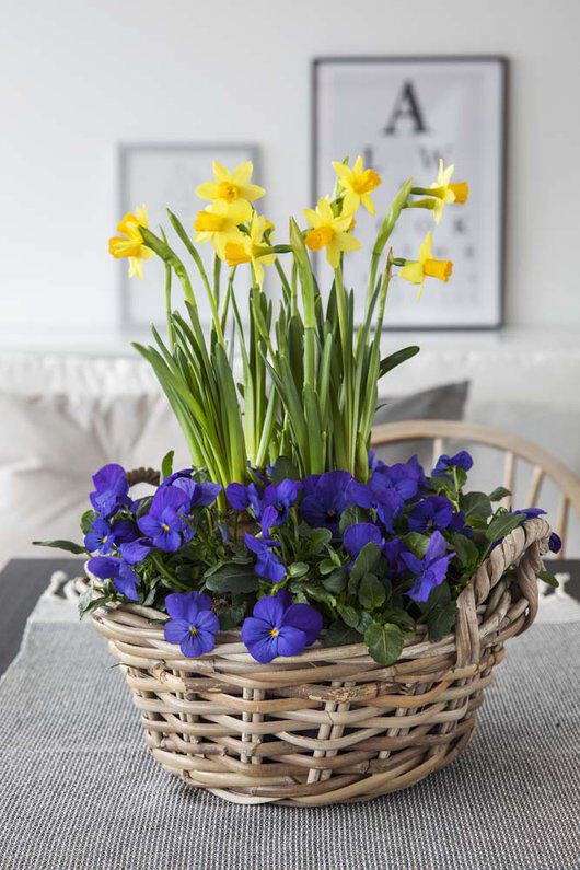 viola og narciss er vårblomster viola og narciss er vårblomster