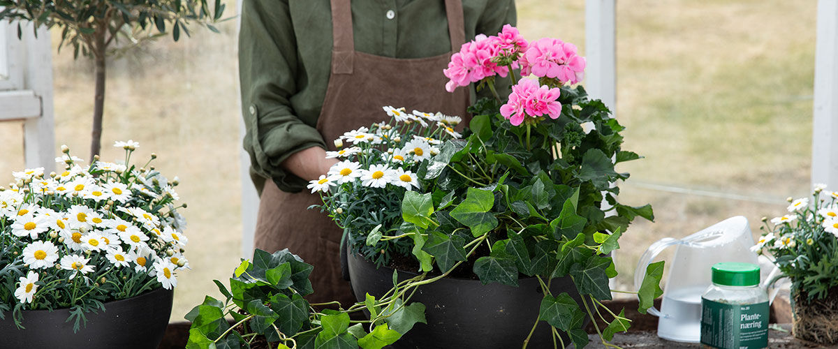 Plante i potte