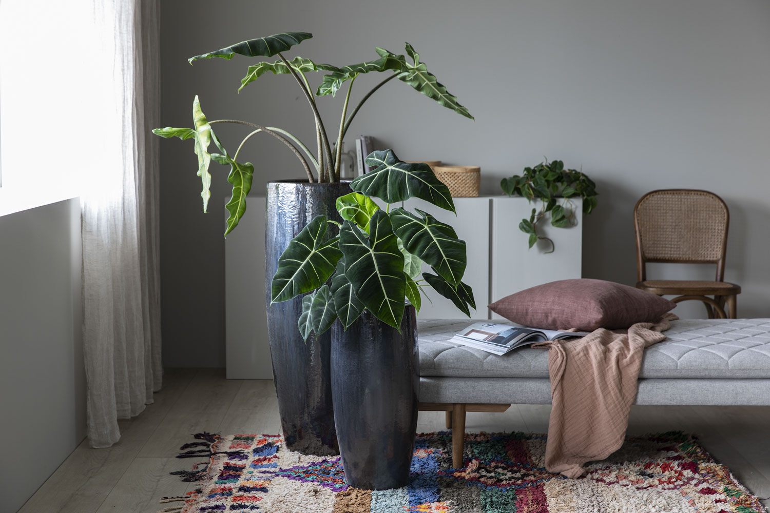 Alocasia Alocasia