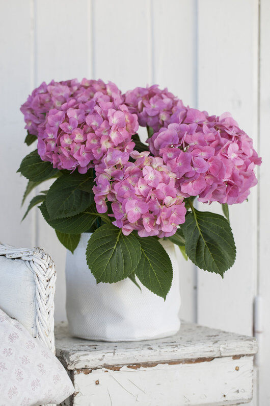 rosa hortensia rosa hortensia