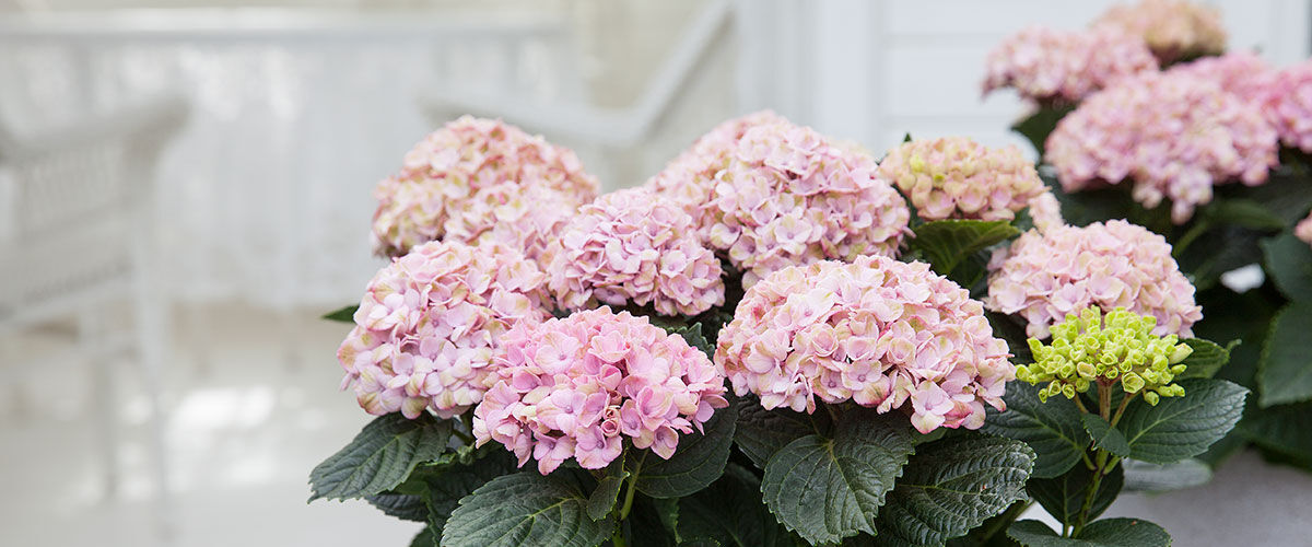 hortensia