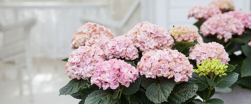 hortensia